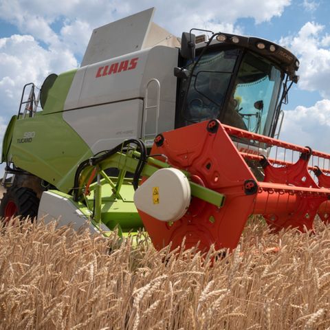 Ein ukrainischer Bauer drischt Weizen auf seinem Feld