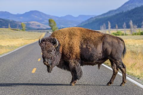 Ein großer männlicher Bison blockiert die Straße im Yellowstone-Nationalpark