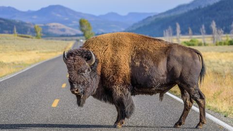Ein großer männlicher Bison blockiert die Straße im Yellowstone-Nationalpark