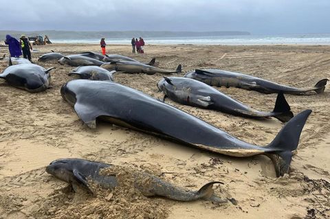 Mehrere Grindwale sind auf der Isle of Lewis im Nordwesten Schottlands gestrandet