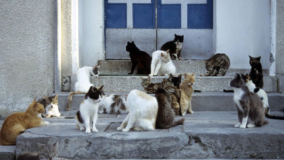 Katzen sitzen vor einer Haustür auf Zypern
