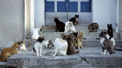 Katzen sitzen vor einer Haustür auf Zypern