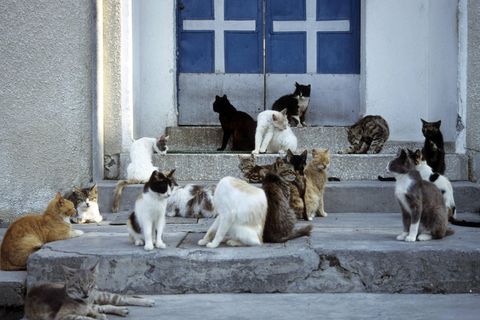 Katzen sitzen vor einer Haustür auf Zypern