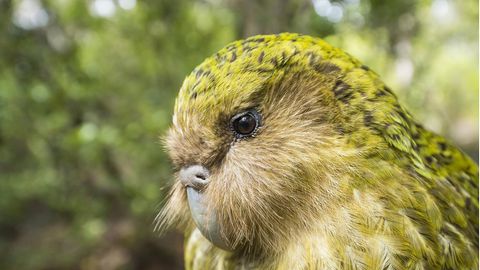 Kakapo-Papagei