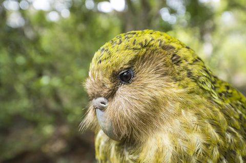 Kakapo-Papagei