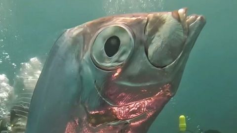 Er gilt als Katastrophen-Vorbote: Taucher filmen seltenen Riemenfisch