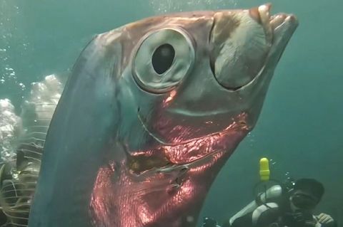 Er gilt als Katastrophen-Vorbote: Taucher filmen seltenen Riemenfisch