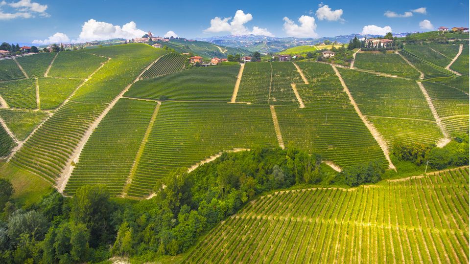 Der Weinberg Ornato in Serralunga d'Alba