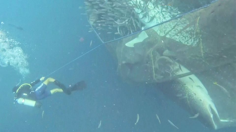 Rettung unter Wasser: Fünf Walhaie verfangen sich in Fischernetz und können befreit werden