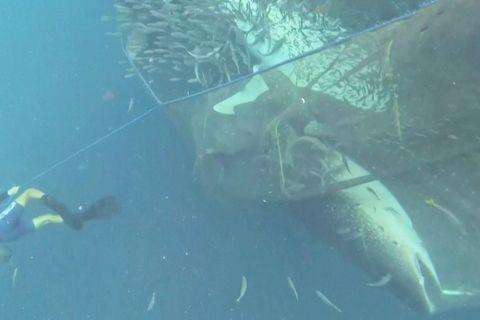 Rettung unter Wasser: Fünf Walhaie verfangen sich in Fischernetz und können befreit werden