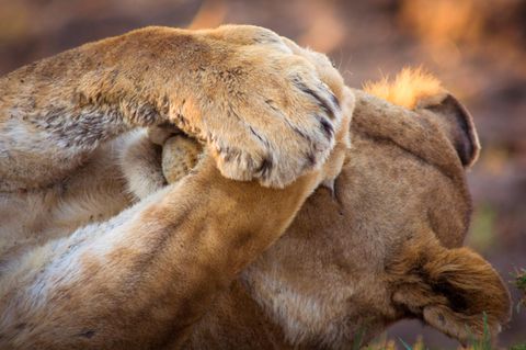 Eine Löwin, wie sie – vielleicht – in der Nähe von Berlin unterwegs ist