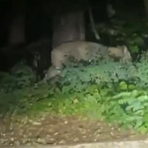 Ein auf Twitter geteiltes Video zeigt die entlaufene Wildkatze