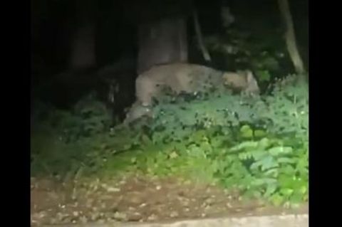 Ein auf Twitter geteiltes Video zeigt die entlaufene Wildkatze