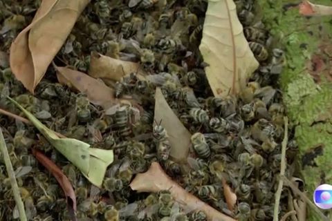 Video: 100 Millionen Bienen durch illegalen Pestizideinsatz in Brasilien getötet