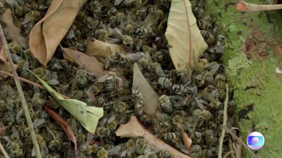 Video: 100 Millionen Bienen durch illegalen Pestizideinsatz in Brasilien getötet