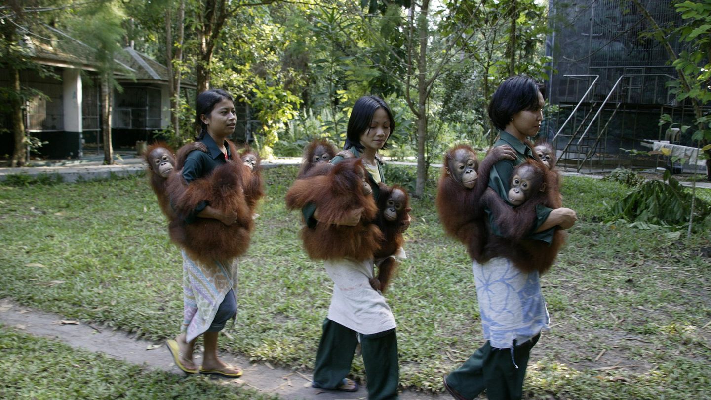 Einmal Fotograf, immer Fotograf Orangutan-Rehabilitationszentrum Nyaru Menteng