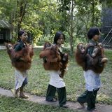 Orangutan-Rehabilitationszentrum Nyaru Menteng