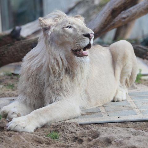 Im Jahr 2020 verbrachte der weiße Löwe Mojo einige Wochen im Bergzoo Halle. Sein Besitzer musste ein neues Gehege errichten – für das er laut Tierschützern jedoch nie eine Baugenehmigung erhielt