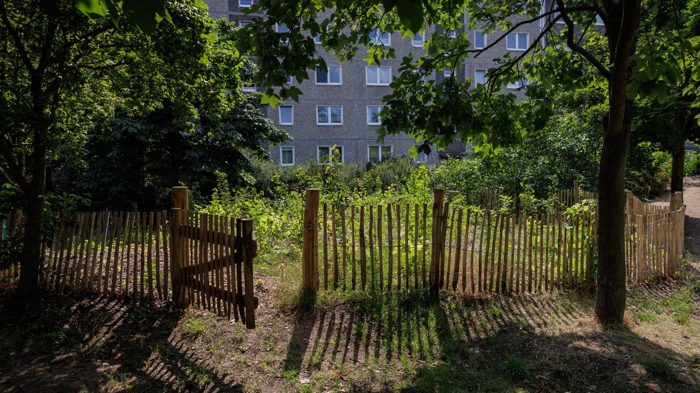 Tiny Forest in Potsdam Tiny Forest in Potsdam