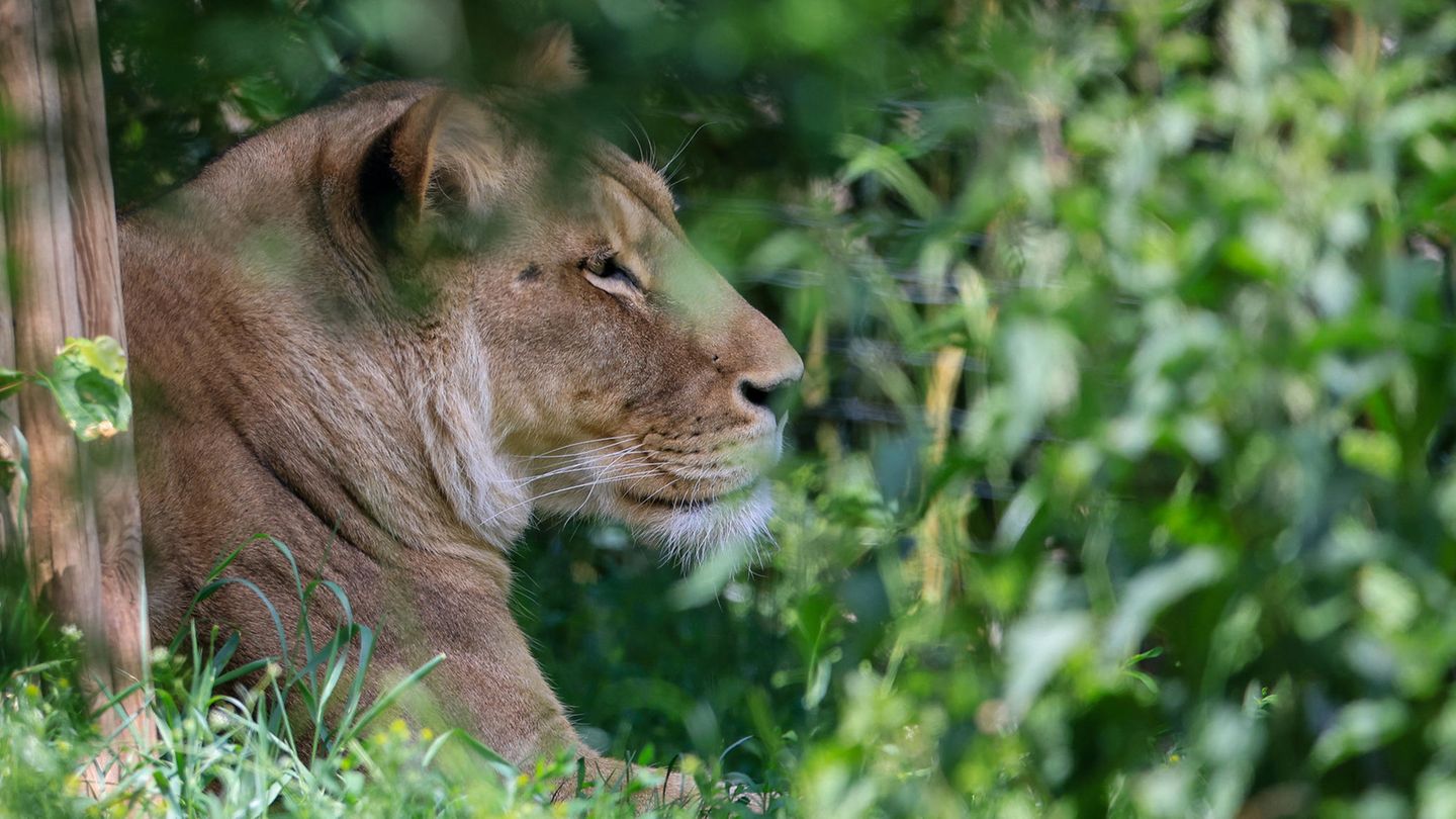 Eine Löwin im Leipziger Zoo
