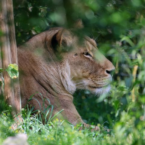 Eine Löwin im Leipziger Zoo