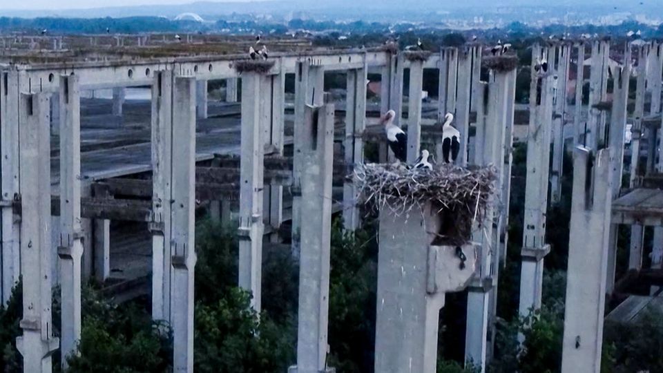 Stadt der Störche – Bauruine voller Betonpfeiler wird zur einzigartigen Niststätte