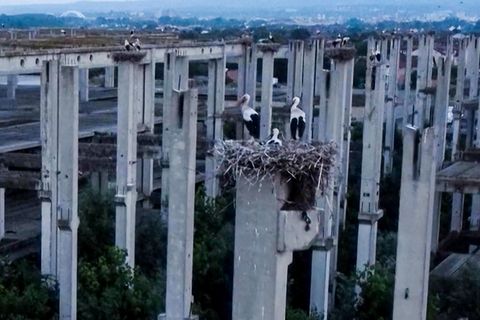 Stadt der Störche – Bauruine voller Betonpfeiler wird zur einzigartigen Niststätte