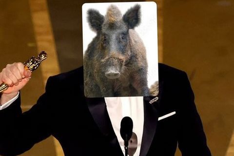 Ein Wildschwein auf einer Fotomontage