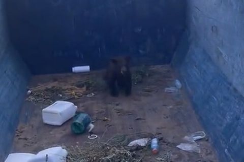Colorado, USA: Bärenjunges saß in Müllcontainer fest – Video zeigt, wie ihm die Flucht gelingt.