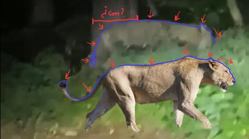 Nach Suche in Brandenburg: Wildschwein statt Löwin: Was Experten so sicher macht