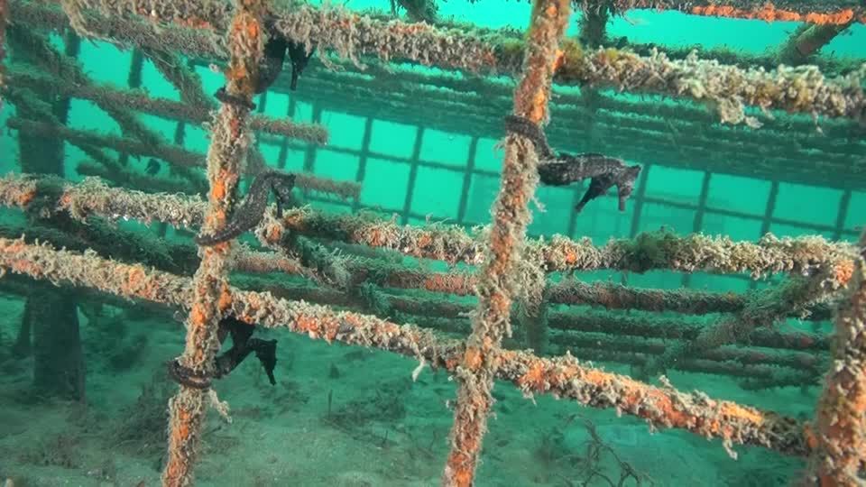 Hafen von Sydney : Weltweit größte Auswilderung: Hier werden Hunderte Seepferdchen-Babys freigelassen