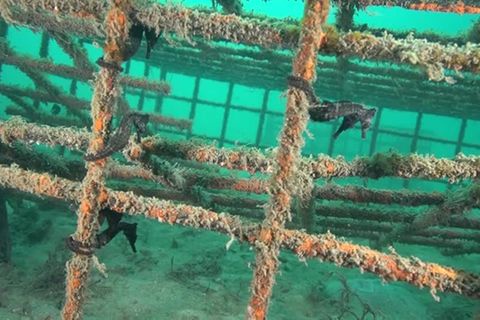 Hafen von Sydney : Weltweit größte Auswilderung: Hier werden Hunderte Seepferdchen-Babys freigelassen