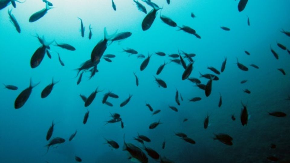 Tiefseebergbau könnte marinen Ökosystemen schaden