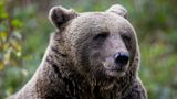 Bär Bruno aka der Problembär