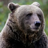 Bär Bruno aka der Problembär