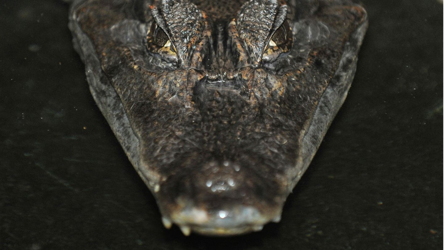 Alligator Sammy