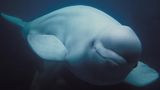 Wal Moby Dick