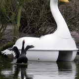 Schwan Petra
