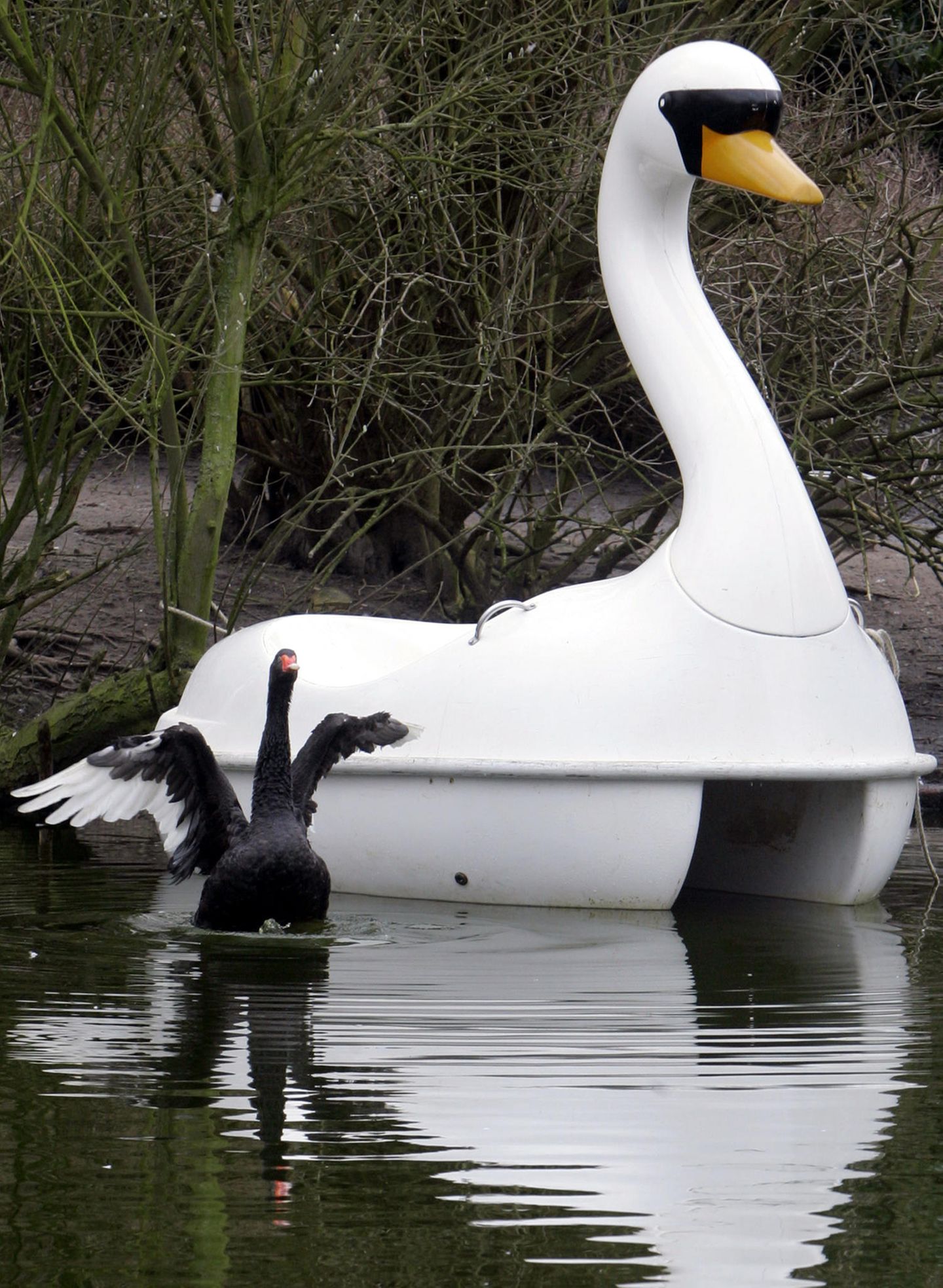 Schwan Petra