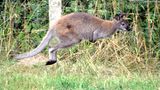 Känguru Skippy