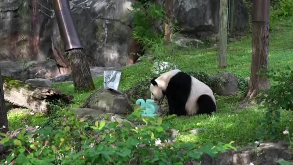 Video: Riesenpanda-Dame wird 25