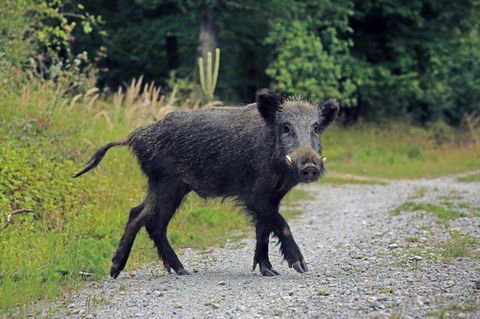 Wildschwein