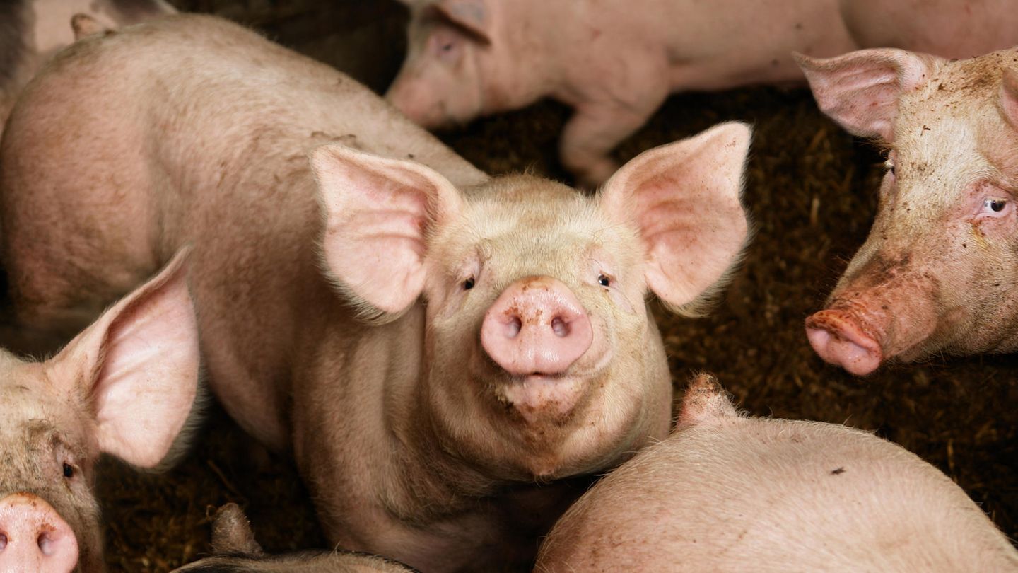Schweine im Stall