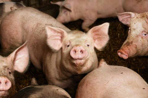Schweine im Stall