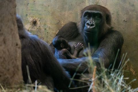 Gorilla mit Baby