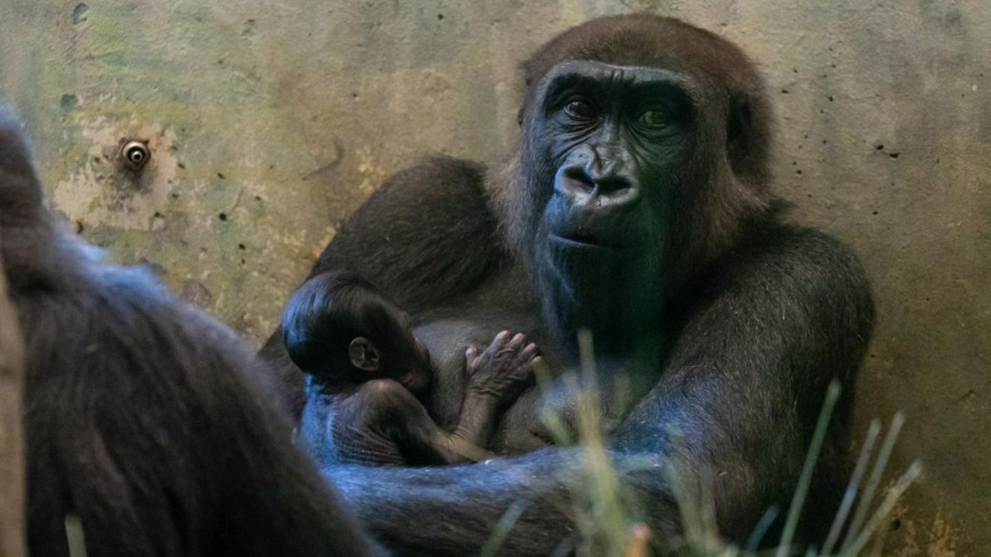 Gorilla mit Baby