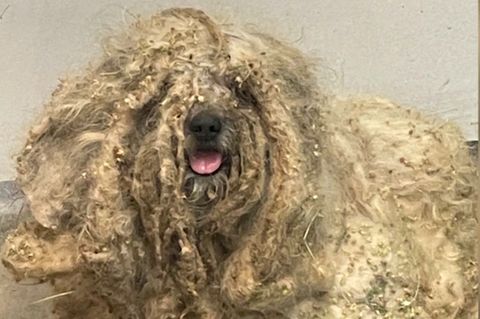 Fast zwei Kilo Filz entfernt: Hund macht unfassbare Verwandlung durch