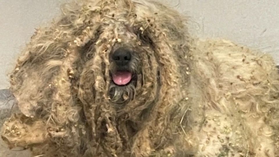 Fast zwei Kilo Filz entfernt: Hund macht unfassbare Verwandlung durch
