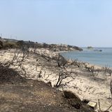 Verbrannte Bäume und Äste am Strand von Kiotari, Rhodos