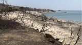 Verbrannte Bäume und Äste am Strand von Kiotari, Rhodos